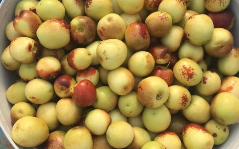 大荔双杏迎丰年，“杏”福产业添新彩